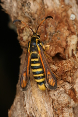 Bembecia psoraleae