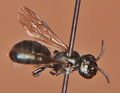 Ceratina calcarata