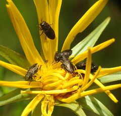 Anthaxia quadripunctata