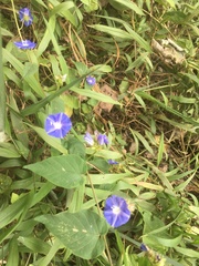 Jacquemontia corymbulosa