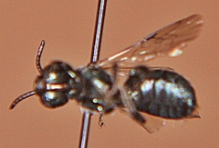 Ceratina calcarata