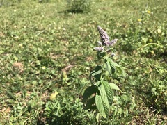 Mentha longifolia