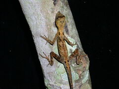 Anolis scypheus