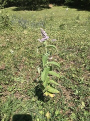 Mentha longifolia