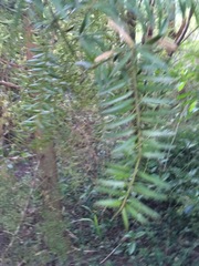 Podocarpus totara