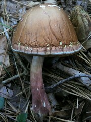 Boletus separans