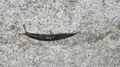 Limax maximus