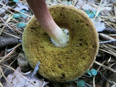 Boletus separans