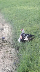 Cairina moschata domestica