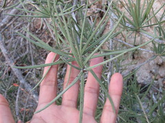 Forchhammeria watsonii