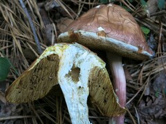 Boletus separans