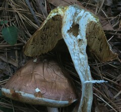 Boletus separans