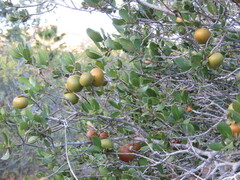 Diospyros intricata