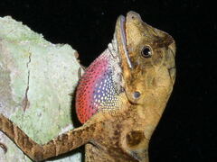 Anolis scypheus