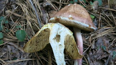 Boletus separans