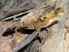 Anolis scypheus
