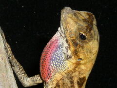 Anolis scypheus