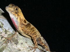 Anolis scypheus