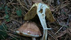 Boletus separans