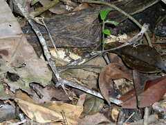 Anolis scypheus