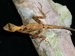 Anolis scypheus