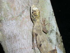 Anolis ortonii