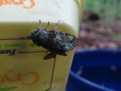 Macrurocampa marthesia