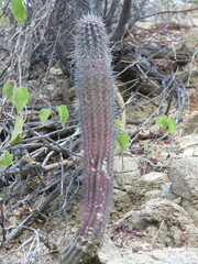 Pachycereus