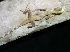 Anolis ortonii