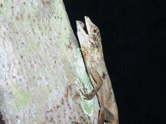 Anolis ortonii