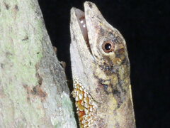 Anolis ortonii