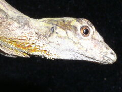 Anolis ortonii