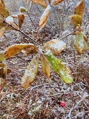 Myricaceae
