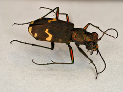 Cicindela sylvicola