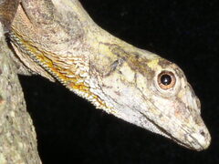 Anolis ortonii