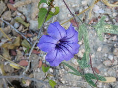 Ruellia californica