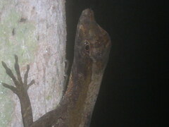 Anolis trachyderma