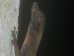 Anolis trachyderma