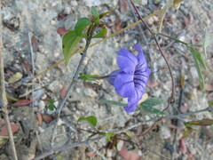 Ruellia californica