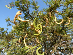 Prosopis affinis