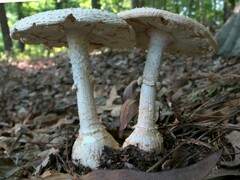 Amanita rhopalopus