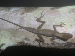 Anolis trachyderma