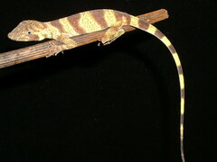 Anolis transversalis