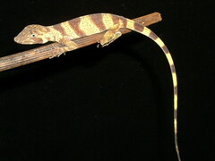 Anolis transversalis