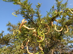 Prosopis affinis