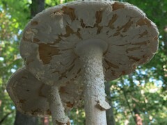 Amanita rhopalopus