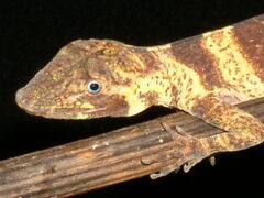 Anolis transversalis