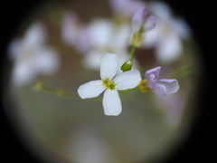 Arabidopsis halleri
