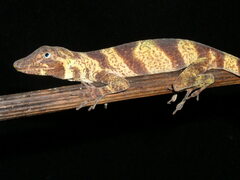 Anolis transversalis