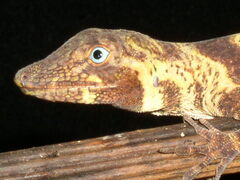 Anolis transversalis